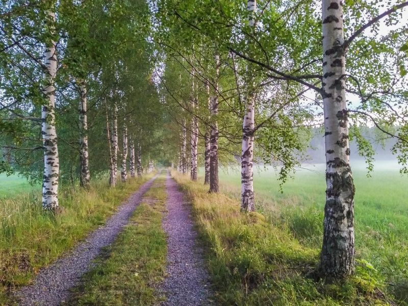 Vuokramökit Keitele: 5+ Upeaa Majoitusvaihtoehtoa